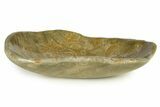 Polished Fossil Coral (Actinocyathus) Dish - Morocco #294072-1